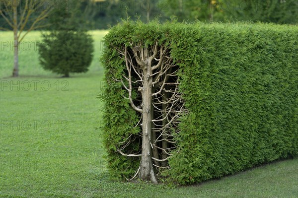 Thujas or arborvitae (Thuja) trimmed rectangular hedge