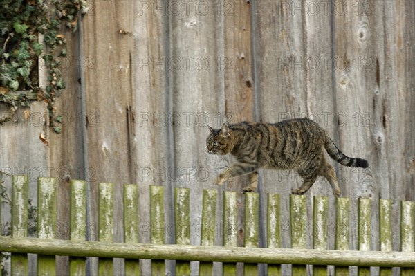 Domestic cat (Felis silvestris catus)