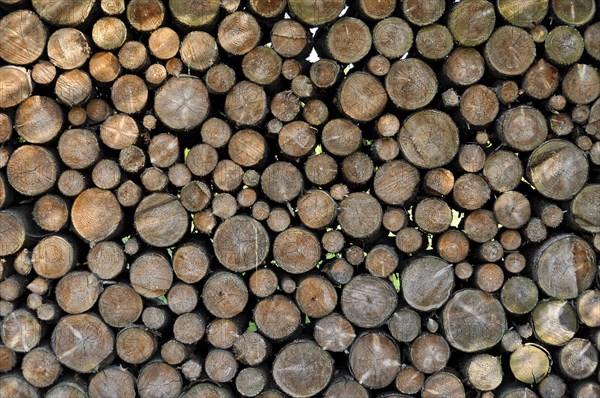 Stack of firewood