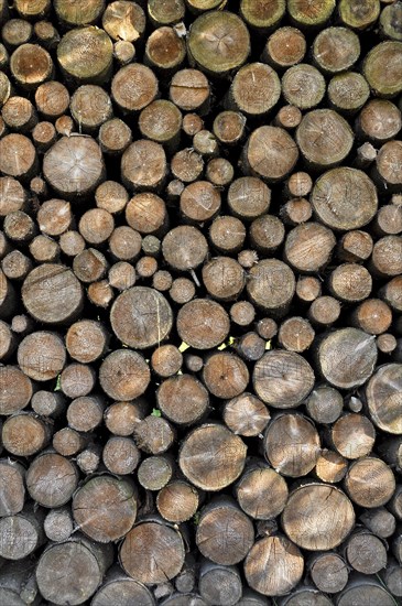 Stack of firewood