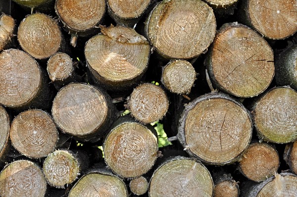 Stack of firewood