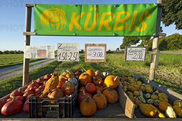 Pumpkins on a roadside stall