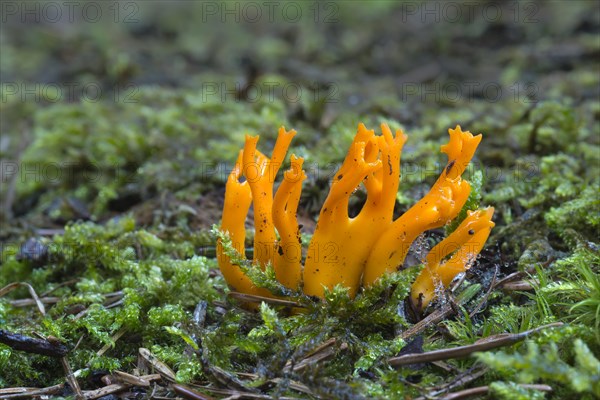 Yellow Stagshorn (Calocera viscosum)