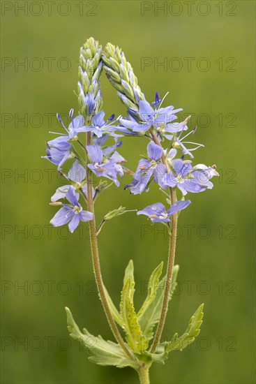 Austrian Speedwell or Saw-leaved Speedwell (Veronica austriaca)