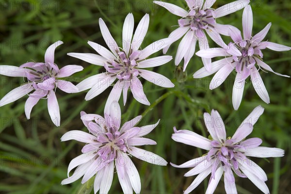 Purple Salsify (Scorzonera purpurea)