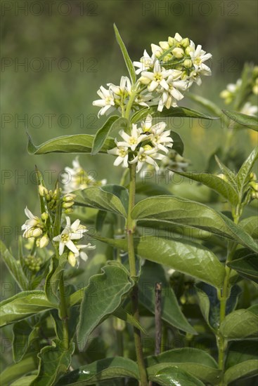 White Swallowwort (Vincetoxicum hirundinaria)