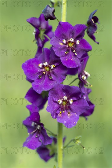 Purple Mullein (Verbascum phoeniceum)