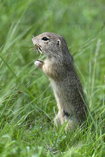 European Ground Squirrel or European Souslik (Citellus citellus)