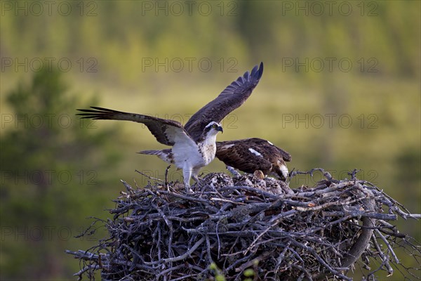 Osprey or Sea Hawk (Pandion haliaetus)