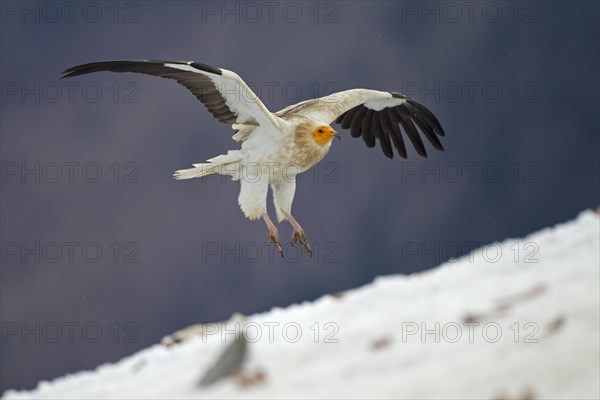 Egyptian Vulture (Neophron percnopterus) approaching to land