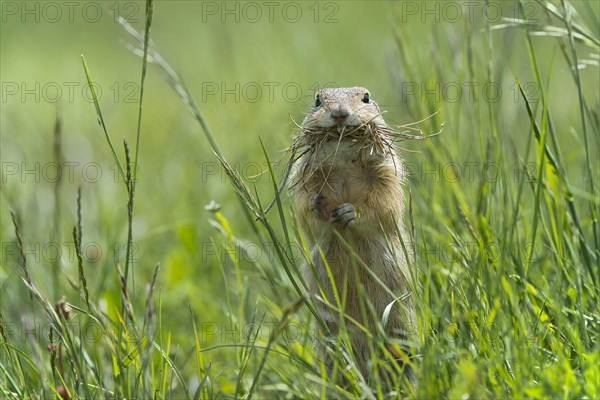 European Ground Squirrel or European Souslik (Citellus citellus)