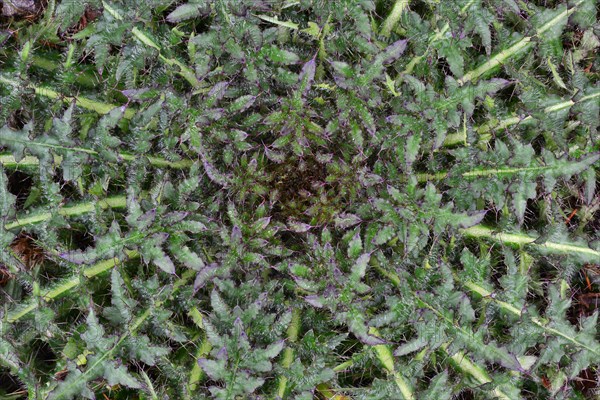 Stemless Carline Thistle or Dwarf Carline Thistle (Carlina acaulis)