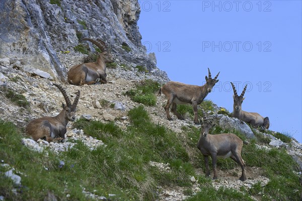 Alpine ibexes or Steinbocks (Capra ibex)