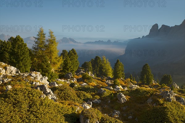 Coniferous mixed forest at the Sella Pass