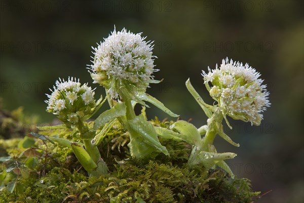 White Butterbur (Petasites albus)