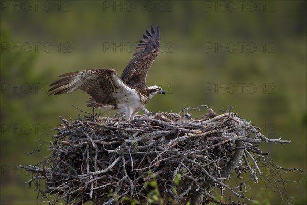 Osprey or Sea Hawk (Pandion haliaetus) approaching to land on an eyrie