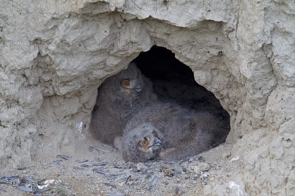 Eagle Owls (Bubo bubo)