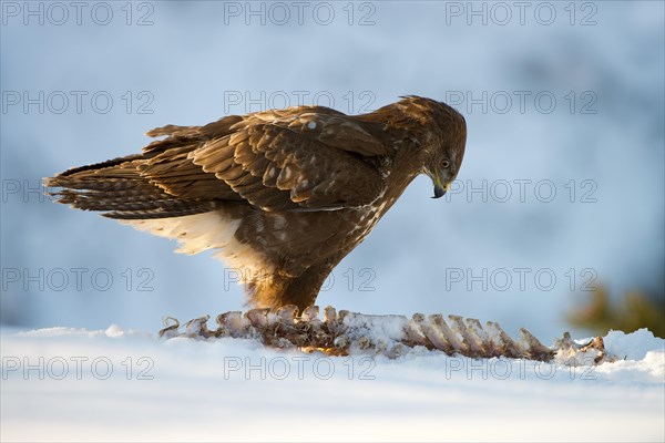 Common Buzzard (Buteo buteo)