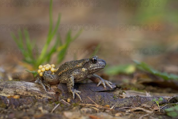 Common Midwife Toad (Alytes obstetricans)