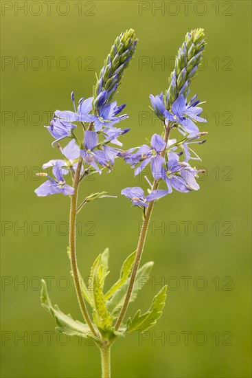 Austrian Speedwell or Saw-leaved Speedwell (Veronica austriaca)