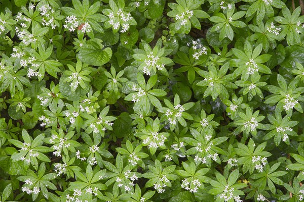 Sweet Woodruff or Wild Baby's Breath (Galium odoratum)