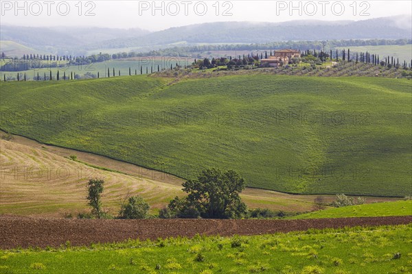 Hilly landscape of the Crete Senesi region