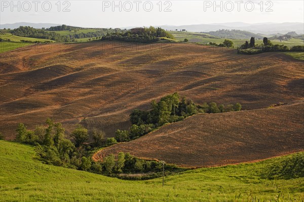 Hilly landscape of the Crete Senesi region