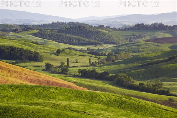 Hilly landscape of the Crete Senesi region