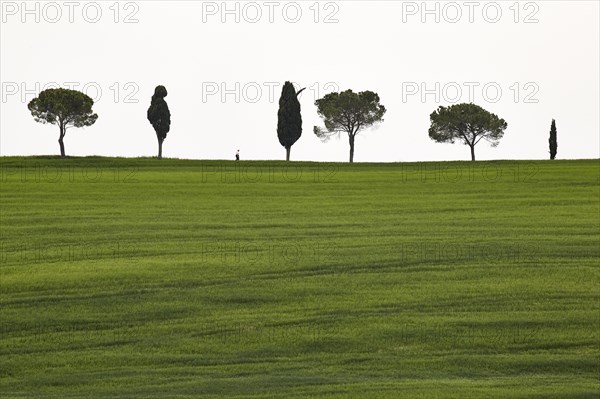 Road lined with cypress and pine trees