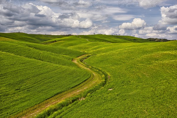 Hilly fields in the Crete Senesi region