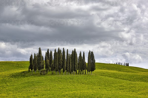 Group of cypress trees on a hilly field