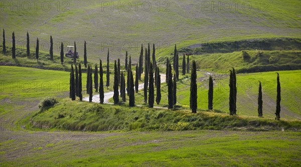 Cypress-lined road