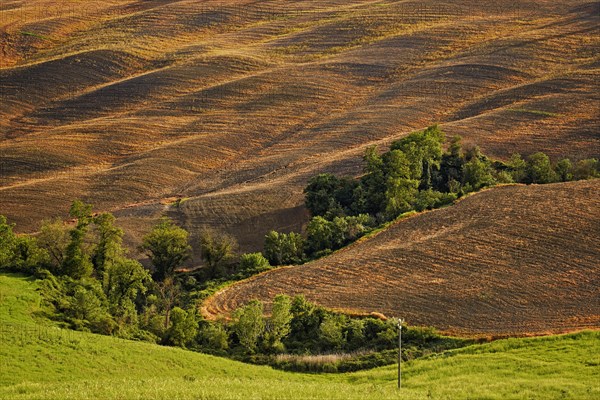 Fallow field with a ditch where trees are growing