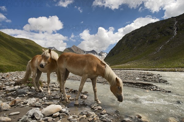 Tyrolean Haflinger horses