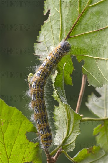 Buff-tip (Phalera bucephala)