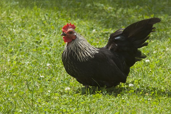 Japanese Bantam or Chabo chicken