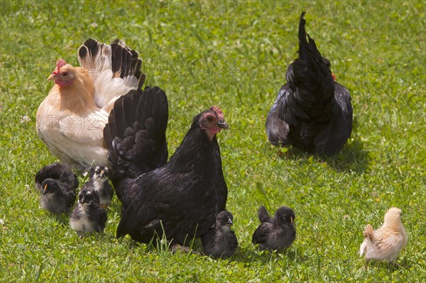 Japanese Bantam or Chabo chickens