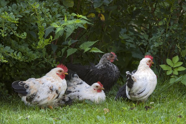 Japanese Bantam or Chabo chickens