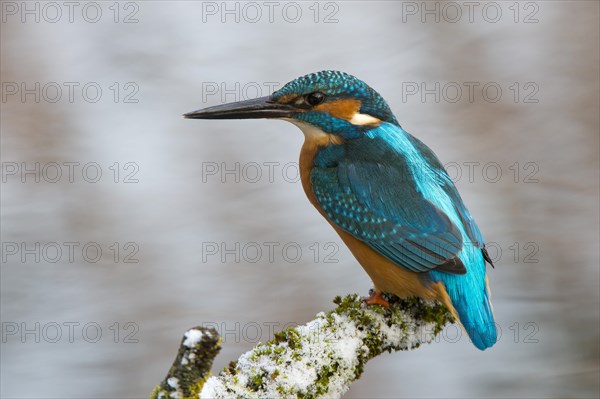 Kingfisher (Alcedo atthis)