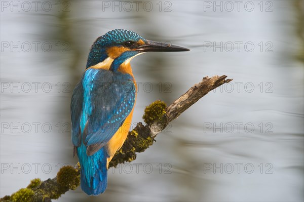Kingfisher (Alcedo atthis)