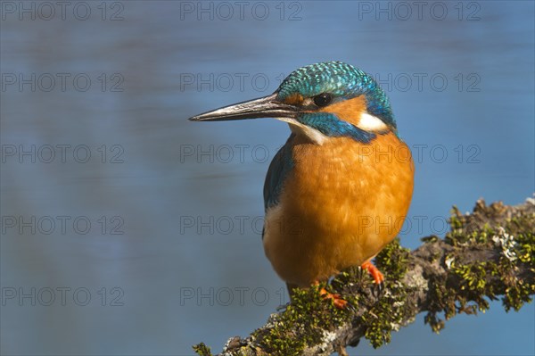 Kingfisher (Alcedo atthis)