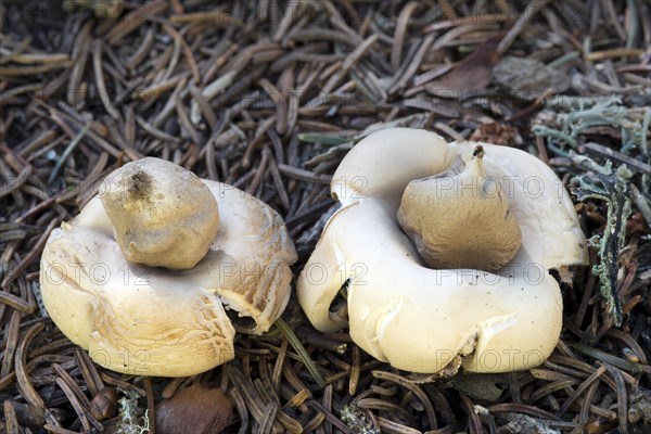 Fringed Earthstar or the Sessile Earthstar (Geastrum fimbriatum)