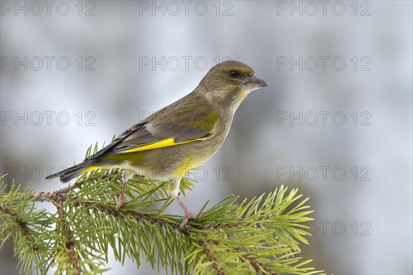 Greenfinch or European Greenfinch (Chloris chloris)