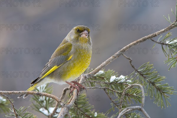 Greenfinch or European Greenfinch (Chloris chloris)