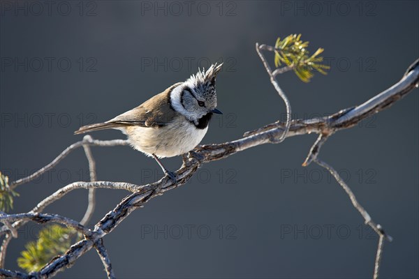 Crested Tit (Parus cristatus)