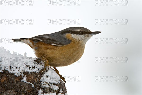 Eurasian Nuthatch (Sitta europaea)