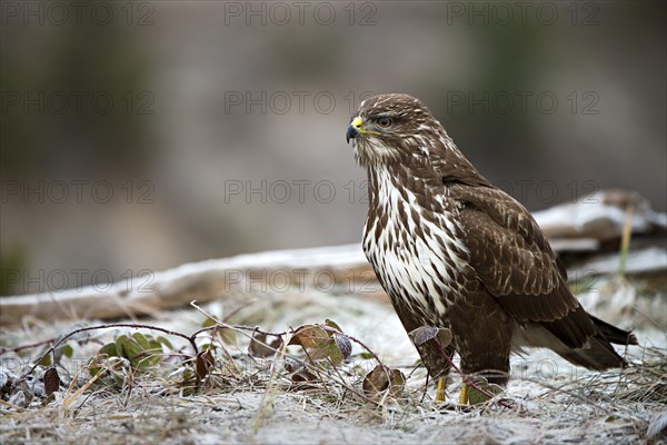 Common Buzzard (Buteo buteo)