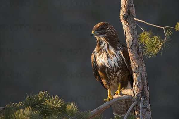 Common Buzzard (Buteo buteo)