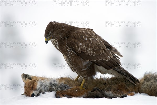 Common Buzzard (Buteo buteo)