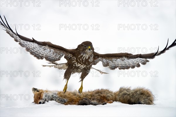 Common Buzzard (Buteo buteo)